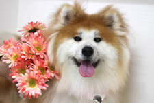 アンズちゃん