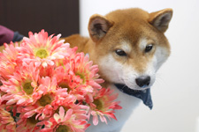 シーバくん