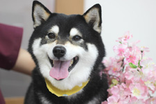 ニコちゃん
