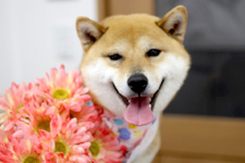 ハナちゃん