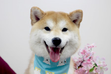 レンくん