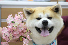 ケンくん