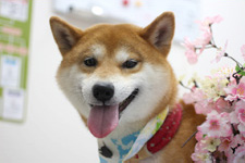 シーバくん