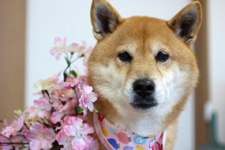 チャッピーちゃん