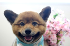 ラッキーくん