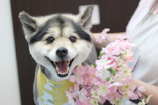 ラッキーちゃん