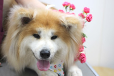 アンズちゃん