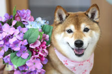 サクラちゃん