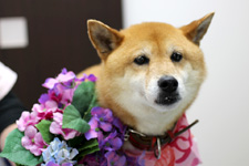 チャッピーちゃん