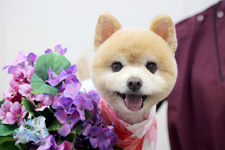 ピースちゃん