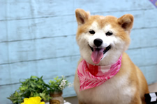 ランちゃん