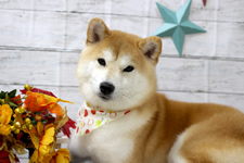 レンくん