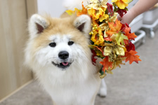 ユズちゃん
