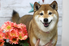 サクラちゃん