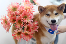 シーバくん