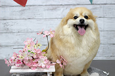 メイプルくん