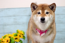 サクラちゃん
