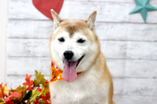エースくん