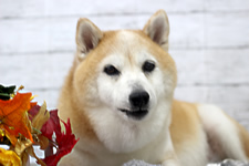 ミルちゃん