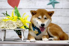 シーバくん