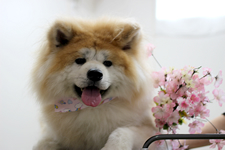 ユズちゃん 