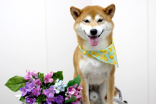 シーバくん