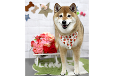 サクラちゃん