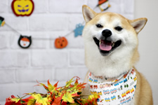 マメスケくん