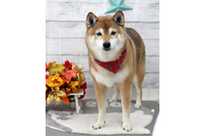 サクラちゃん