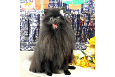 ノアくん