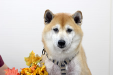 フウタくん