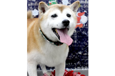 エースくん
