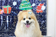 メイプルくん