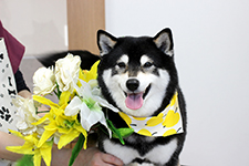 ニコちゃん