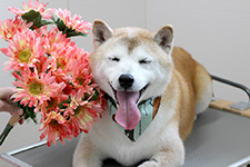 エースくん