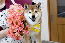 サクラちゃん