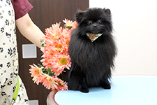 ノアくん
