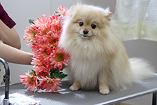 フウちゃん