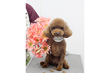 ポンタくん