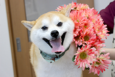 マメスケくん