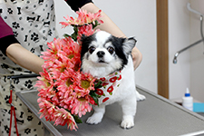 ミニーちゃん