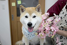 アポロくん