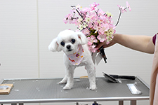 アリスちゃん