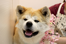 ケンくん