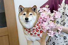 サクラちゃん