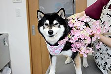 ニコちゃん