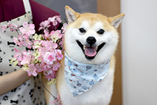 マメスケくん