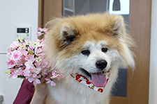 ユズちゃん