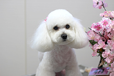 ユメちゃん
