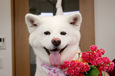 コナツちゃん